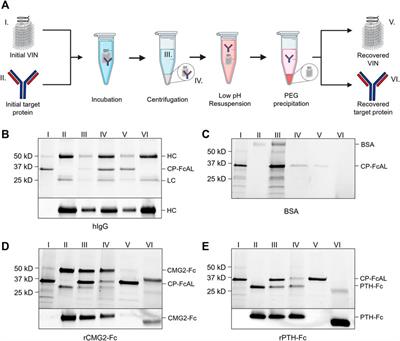 Affinity Sedimentation and Magnetic Separation With Plant-Made Immunosorbent Nanoparticles for Therapeutic Protein Purification